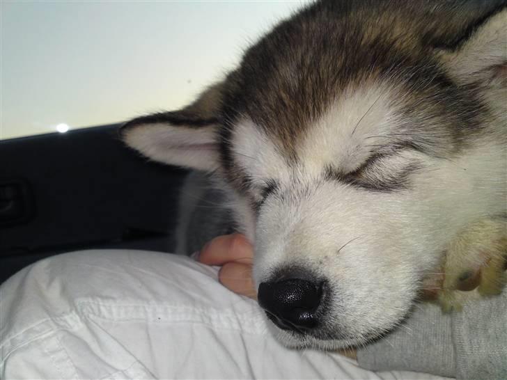 Alaskan malamute Enzo billede 4