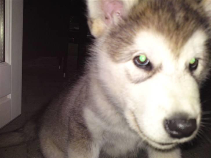 Alaskan malamute Enzo billede 5