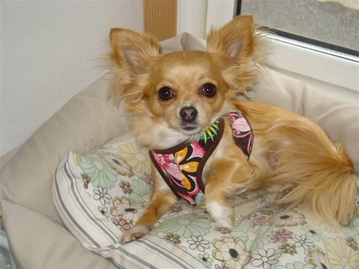 Chihuahua Emmy *Himmelhund* billede 15