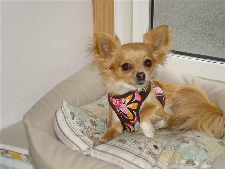 Chihuahua Emmy *Himmelhund* billede 16