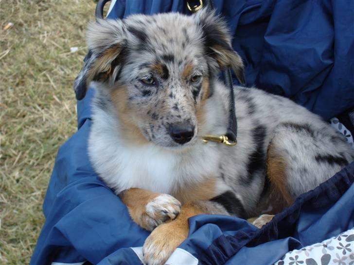 Blanding af racer nevada - ligger bare og nyder det her oppe i klapvognen ser jeg ikke bare dejlig ud  billede 13