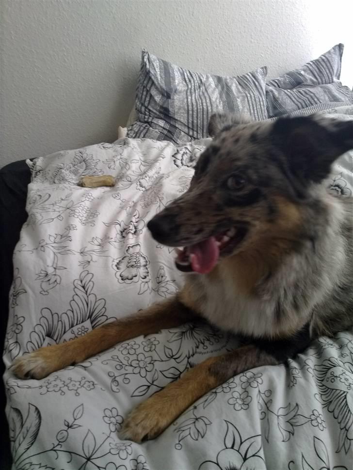 Blanding af racer nevada - skynd dig nu og ta det billed er ude på ballede hehe billede 14