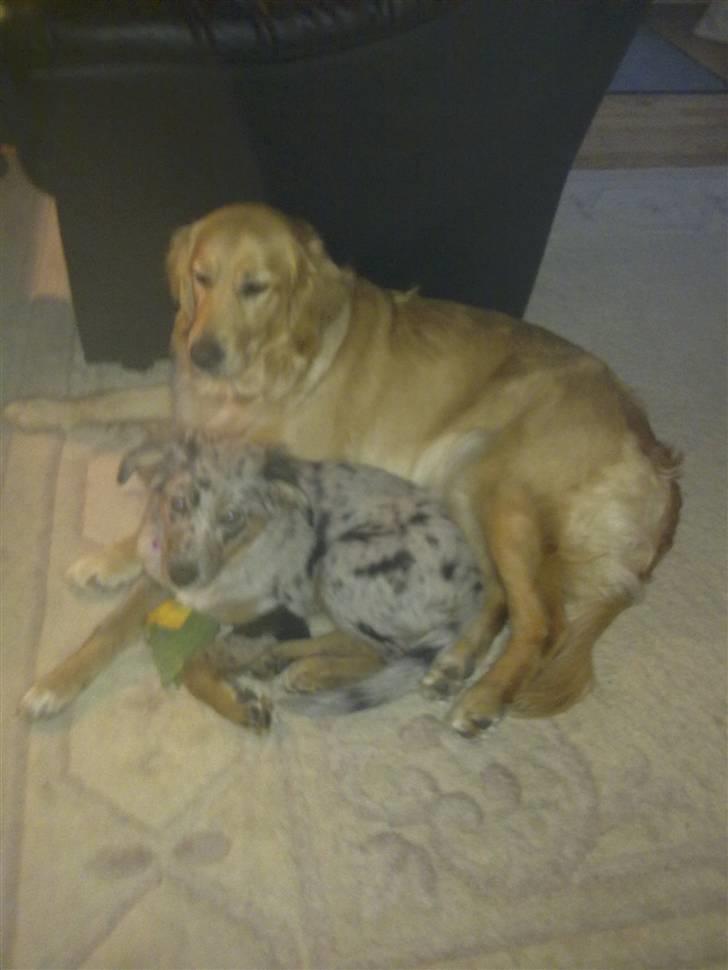 Blanding af racer nevada - nevada og min mors hund de elsker at putte sammen  billede 15
