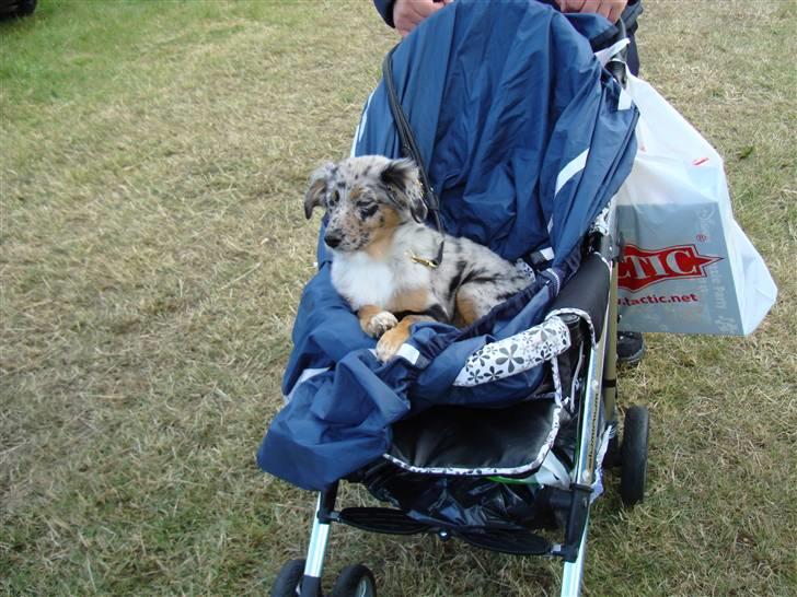 Blanding af racer nevada - puha det er godt nok hårdt at være med på krammermarked så det er godt at izabella ville gå lidt :-) billede 16