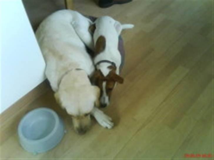 Glathåret foxterrier Foxy  - sådan ser det ud når man har leget sammen hele dagen og har overtaget Remos kurv  billede 15