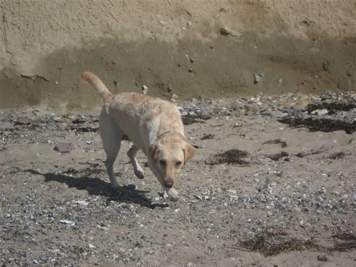 Labrador retriever Inez billede 1