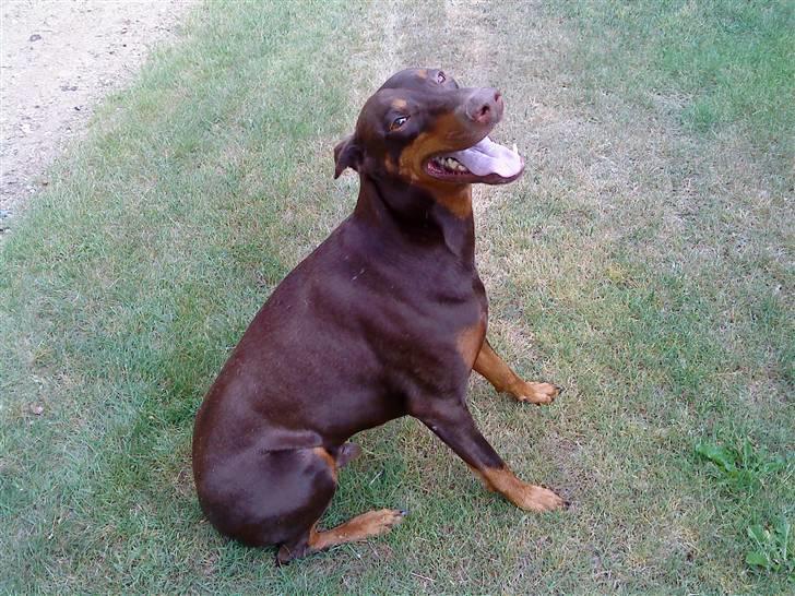 Dobermann Bimse - 1/6 min fødselsdag jubbiii hi så bliver jeg 7 år  billede 19