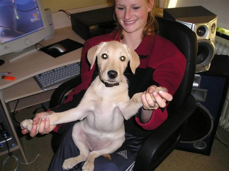 Labrador retriever Inez billede 2