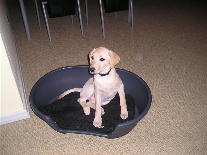 Labrador retriever Inez billede 3