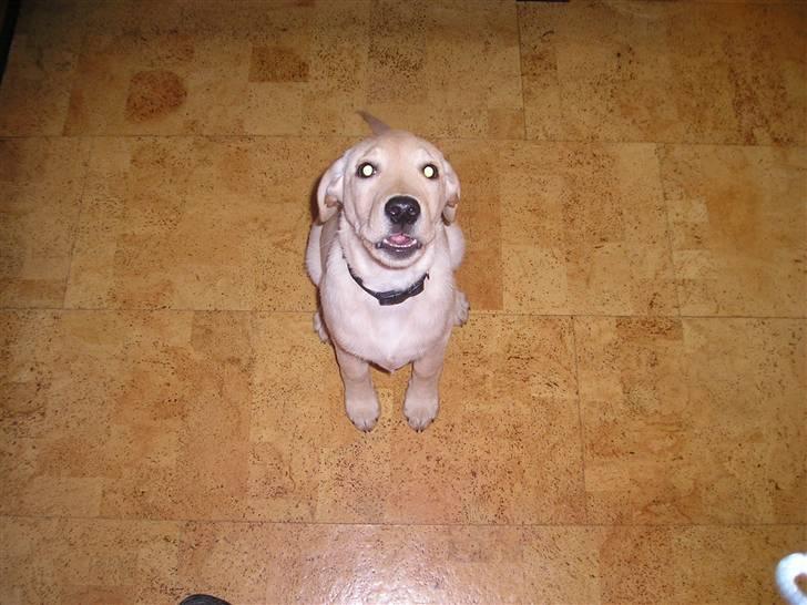 Labrador retriever Inez billede 4