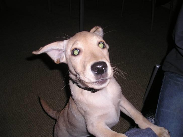 Labrador retriever Inez billede 5