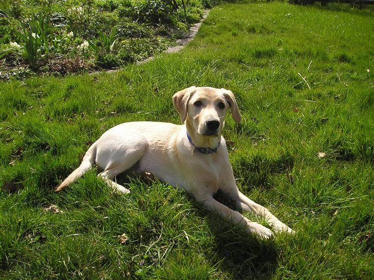 Labrador retriever Inez billede 6