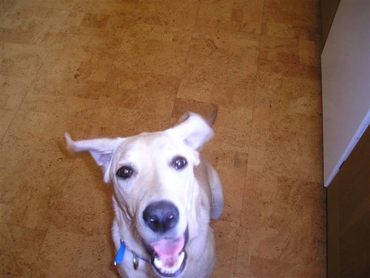 Labrador retriever Inez billede 7