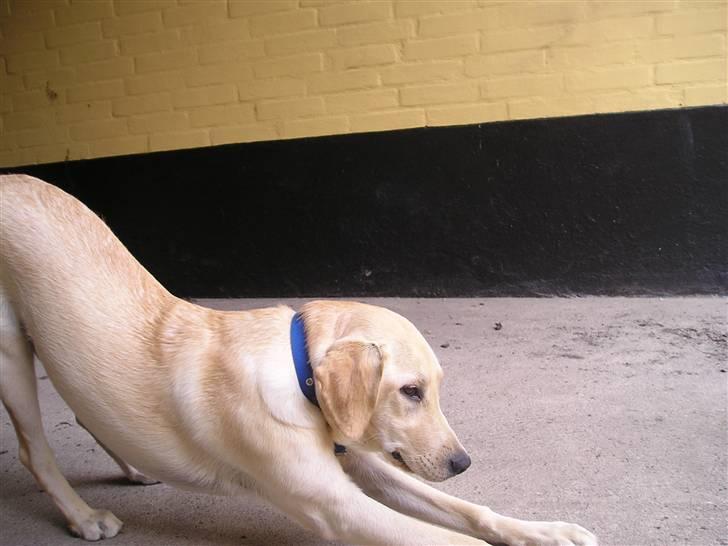 Labrador retriever Inez billede 8