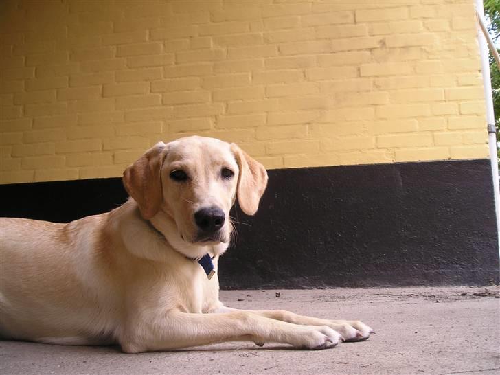 Labrador retriever Inez billede 9