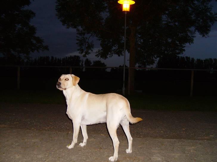 Labrador retriever Inez billede 10