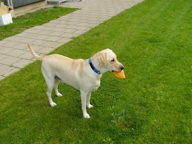 Labrador retriever Inez billede 11