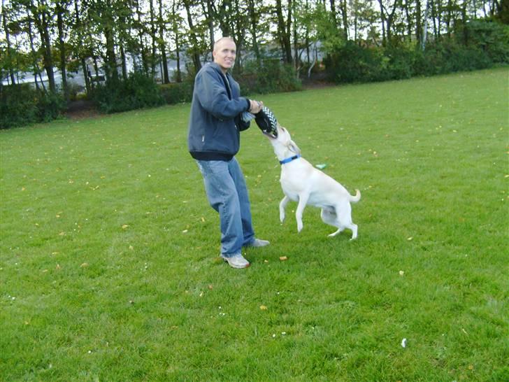 Labrador retriever Inez billede 13