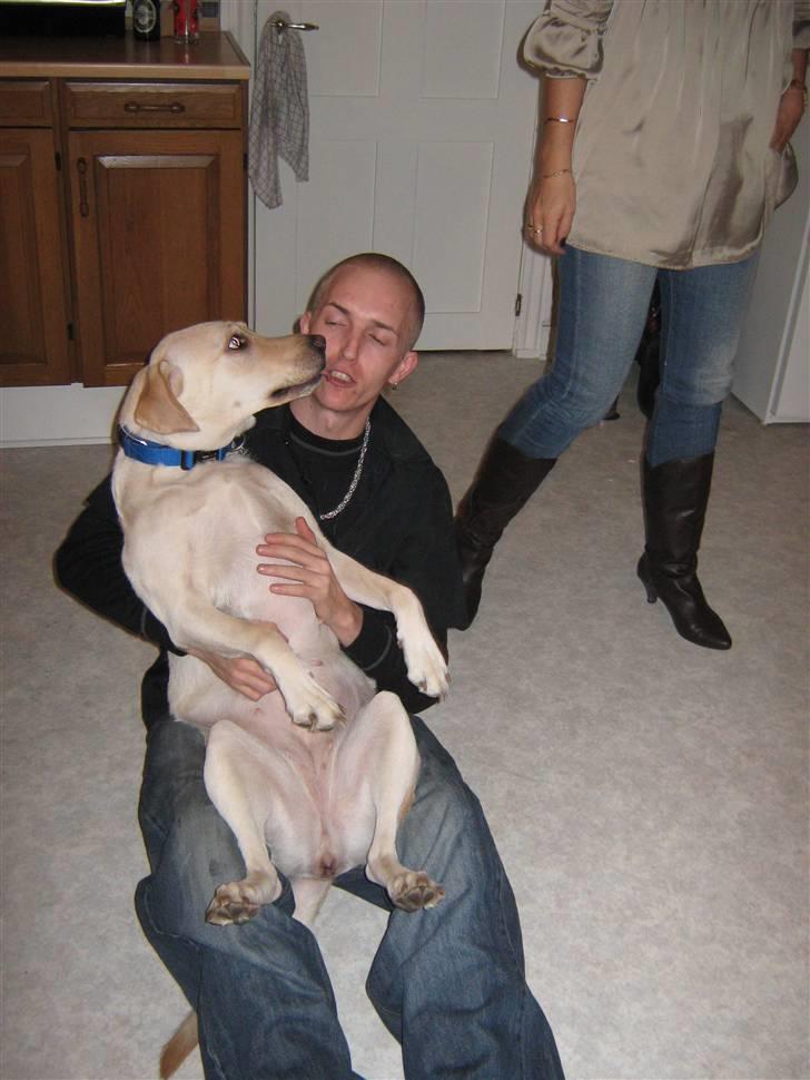 Labrador retriever Inez billede 14