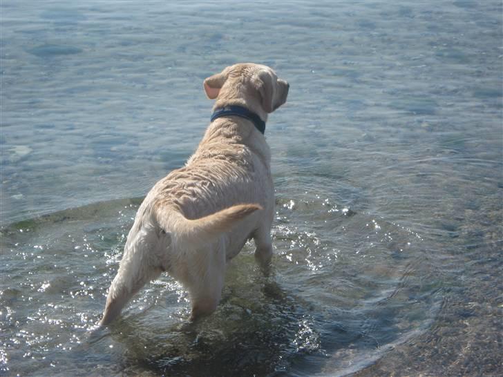 Labrador retriever Inez billede 15
