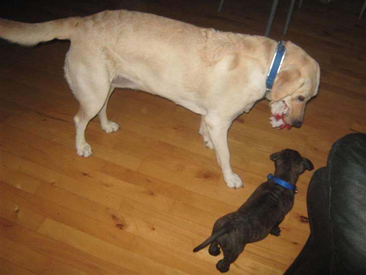 Labrador retriever Inez billede 16