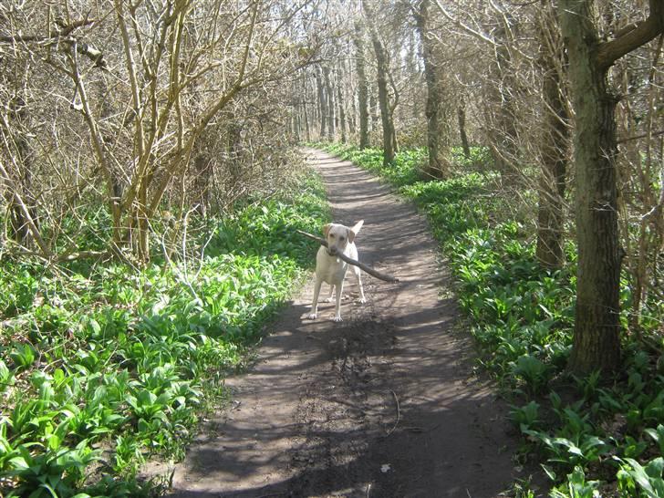 Labrador retriever Inez billede 17