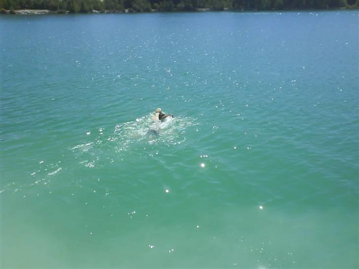 Labrador retriever Inez billede 18