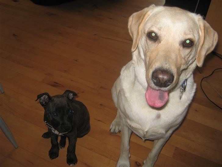 Labrador retriever Inez billede 19