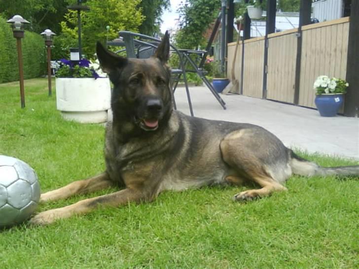 Schæferhund Laguso Mille - *Mille* (Min mor's) billede 1