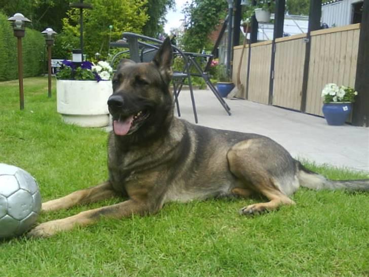 Schæferhund Laguso Mille - *Mille* (Min mor's) billede 2