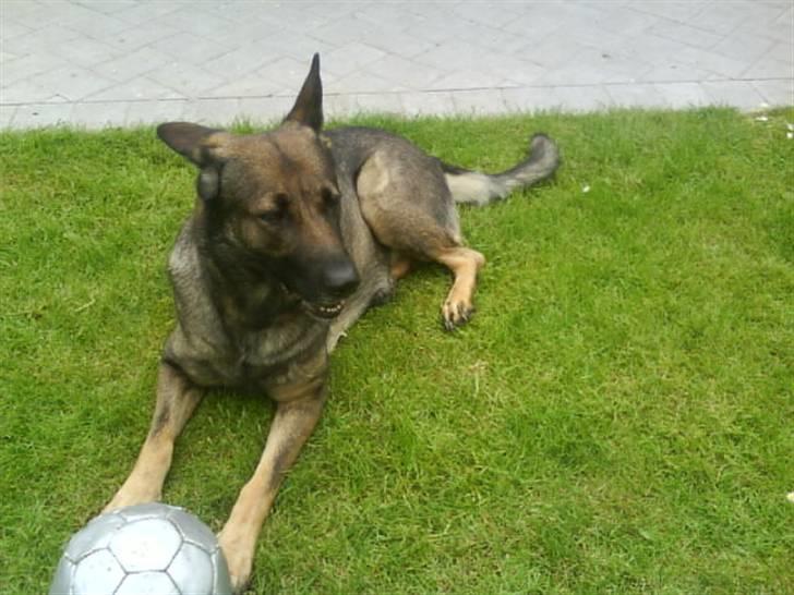 Schæferhund Laguso Mille - *Mille* (Min mor's) billede 3