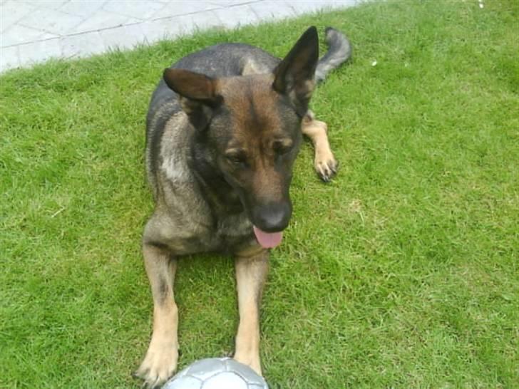 Schæferhund Laguso Mille - *Mille* (Min mor's) billede 4