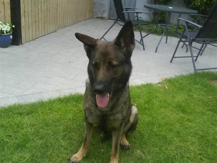 Schæferhund Laguso Mille - *Mille* (Min mor's) billede 5