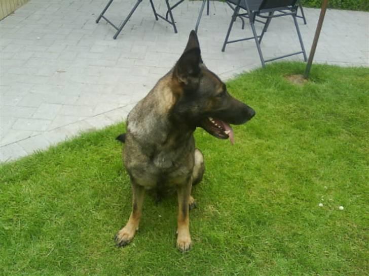 Schæferhund Laguso Mille - *Mille* (Min mor's) billede 6