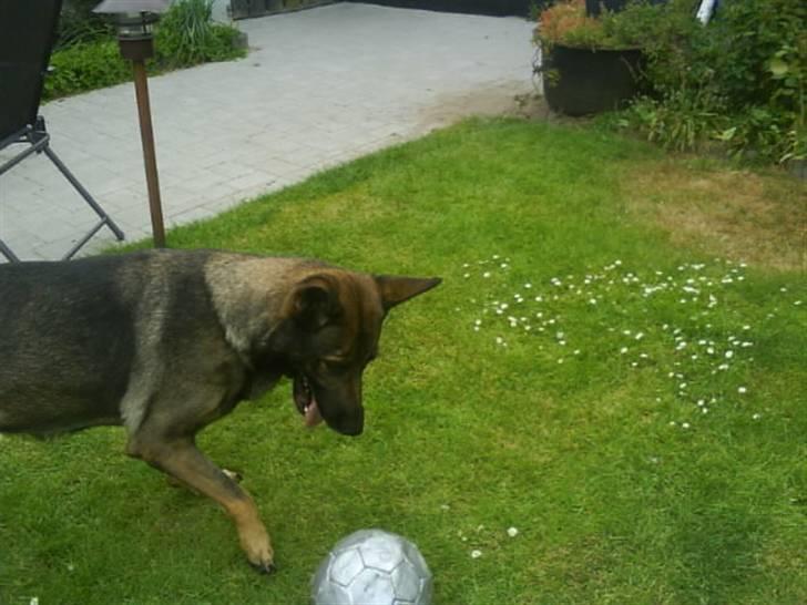 Schæferhund Laguso Mille - *Mille* (Min mor's) billede 7