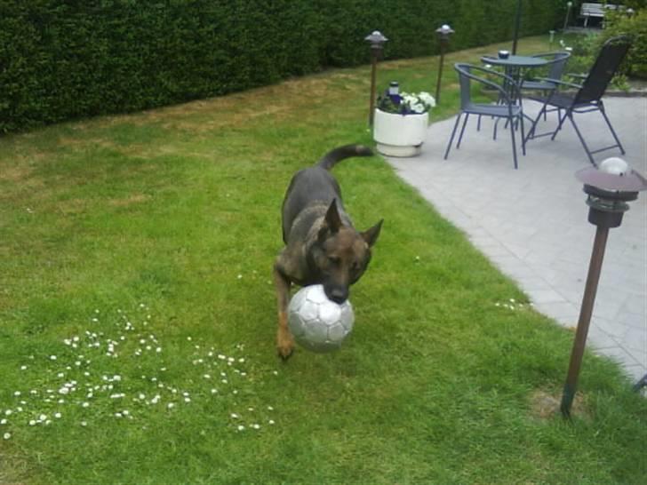 Schæferhund Laguso Mille - *Mille* (Min mor's) billede 8