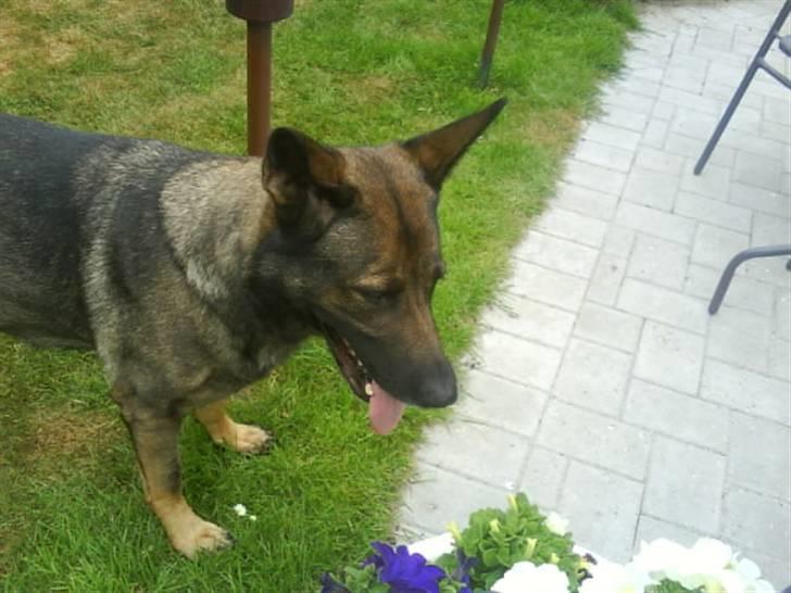 Schæferhund Laguso Mille - *Mille* (Min mor's) billede 9