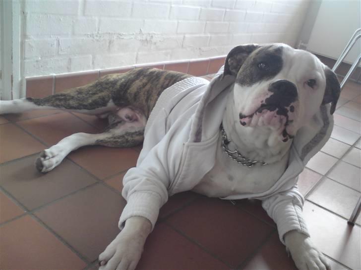 Amerikansk bulldog / Am. Stafford - Diamond - Diamond er sku liige hoppet i mors hættetrøje ;-) 1 år.  billede 7