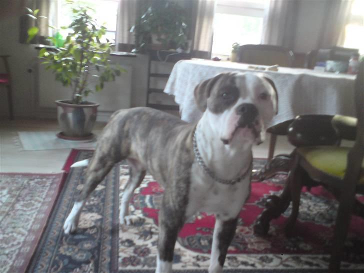 Amerikansk bulldog / Am. Stafford - Diamond - 1 år :-) billede 8