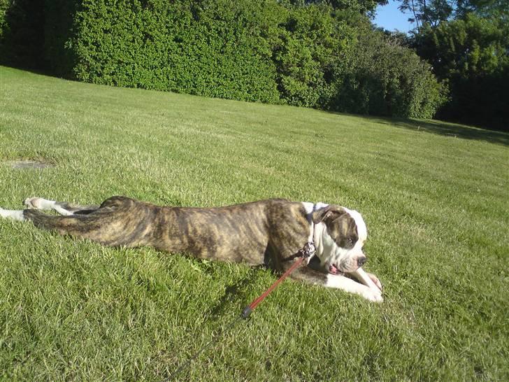 Amerikansk bulldog / Am. Stafford - Diamond - Nyder solen - 1 år. billede 9