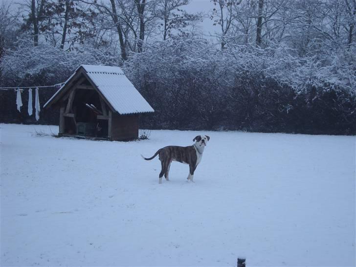Amerikansk bulldog / Am. Stafford - Diamond - Diamond i sneen, 7 mdr. :-) billede 10