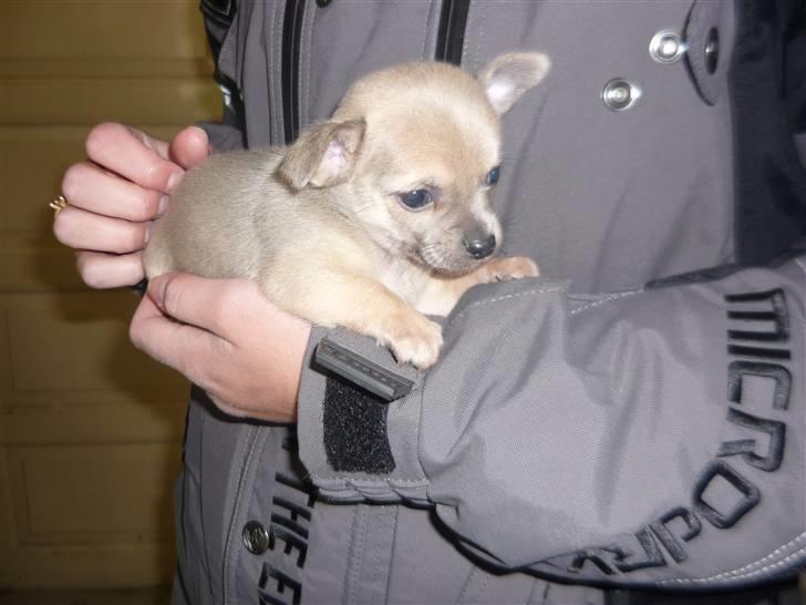 Chihuahua Tino billede 2