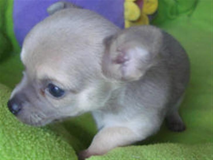 Chihuahua Tino - Billede fra Kennel.  billede 3