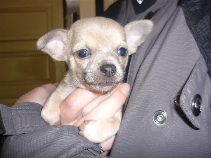 Chihuahua Tino - Nede og besøge ham på lolland. (6-7 uger gammel) billede 4
