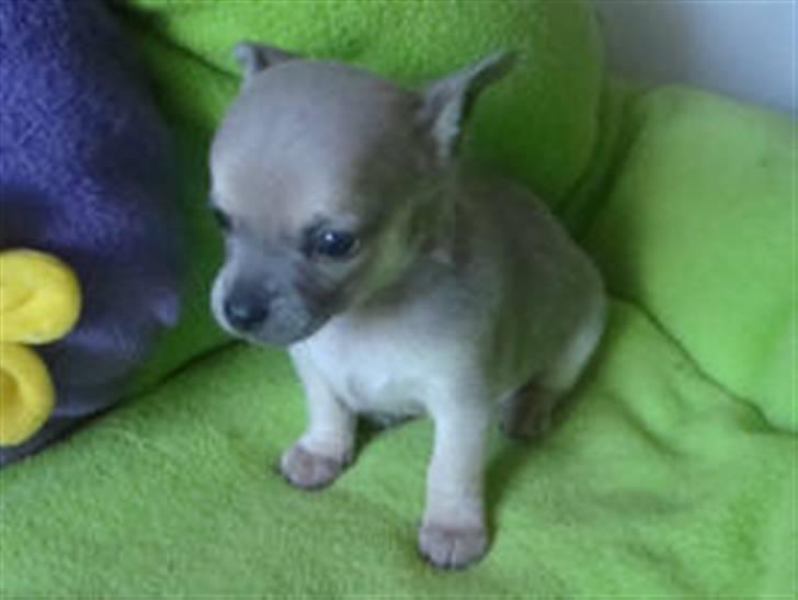 Chihuahua Tino - Billede fra Kennel.  billede 5