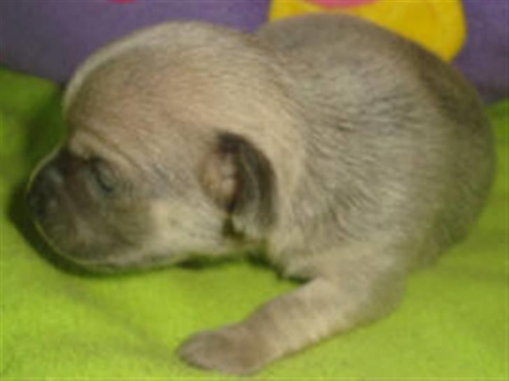 Chihuahua Tino - Billede fra Kennel.  billede 6