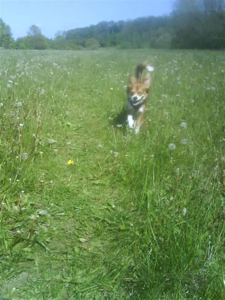 Blanding af racer Malou billede 17