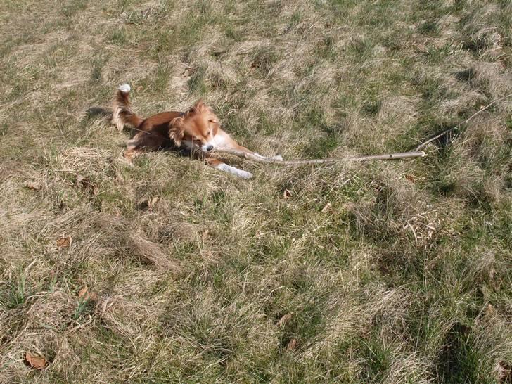 Blanding af racer Malou billede 18