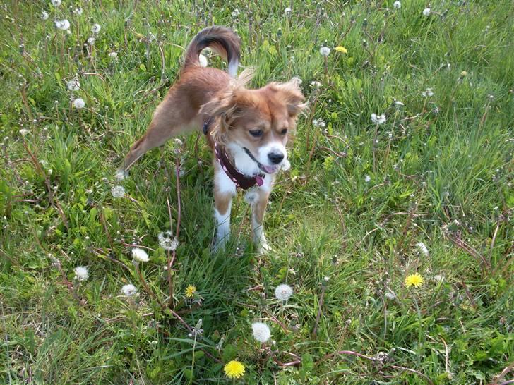 Blanding af racer Malou billede 19