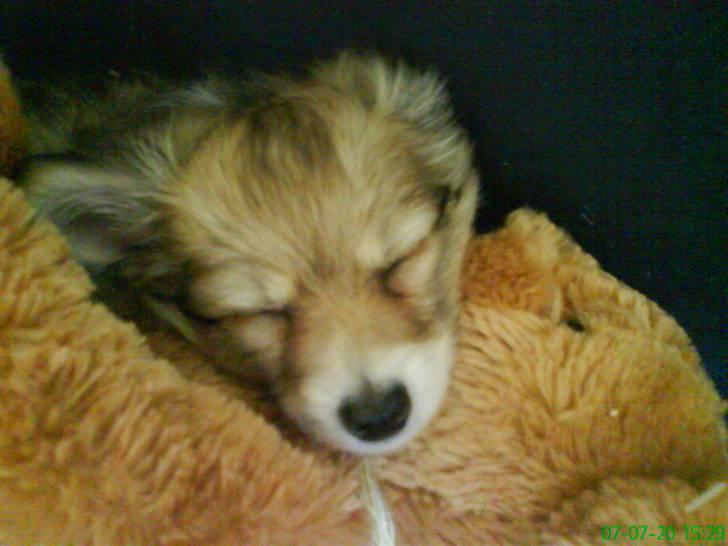 Blanding af racer Vaks [Himmelhund] - Vaks som hvalp<3 billede 27